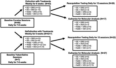 Molecular mechanisms underlying sex and treatment-dependent differences in an animal model of cue-exposure therapy for cocaine relapse prevention